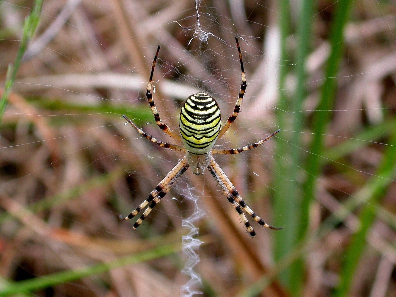 Argiope bruennichi Argiope bruennichi